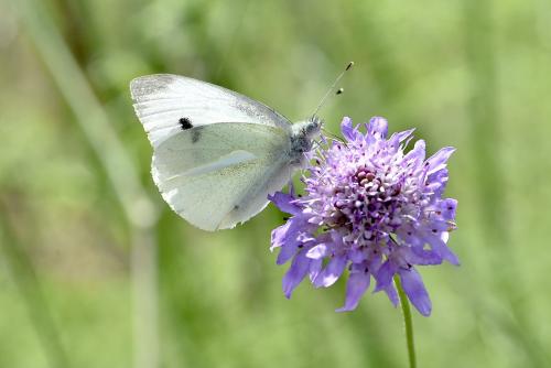 Pieris rapae