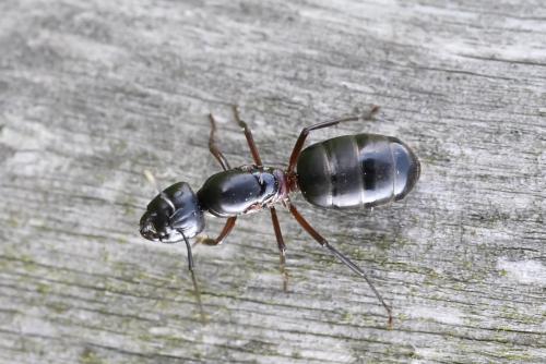 Camponotus herculeanus