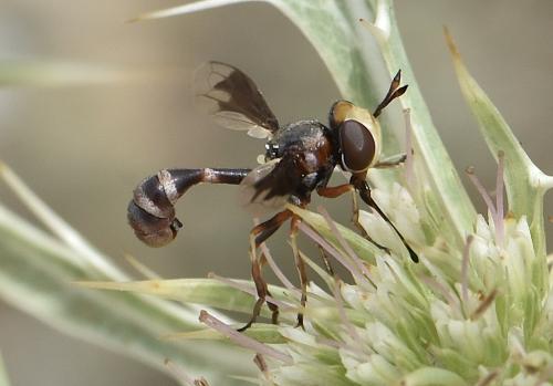 Réf. 325 171 : Physocephala pusilla
