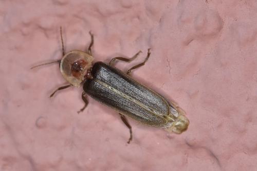 Nyctophila reichii
