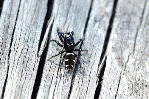 Salticus scenicus