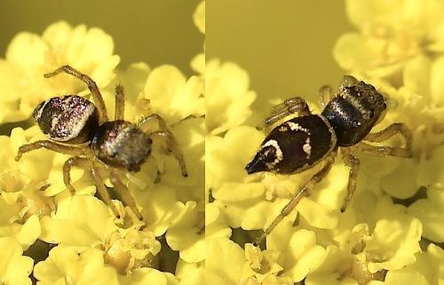 Heliophanus tribulosus