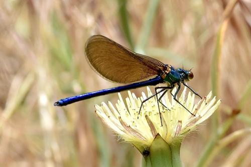Réf. 325 993 : Calopteryx virgo