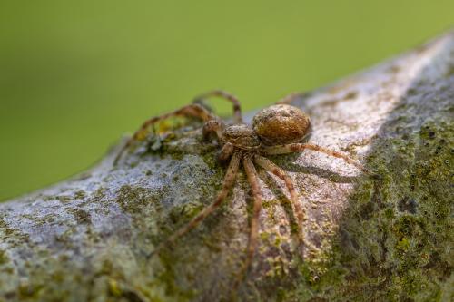 Philodromus sp.