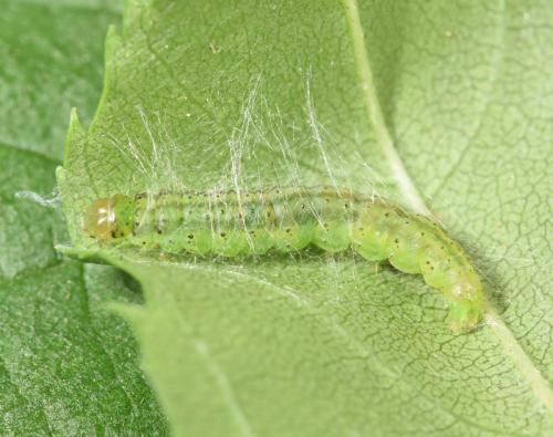 Agonopterix heracliana