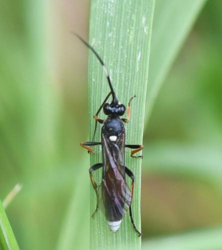 Tricholabus strigatorius