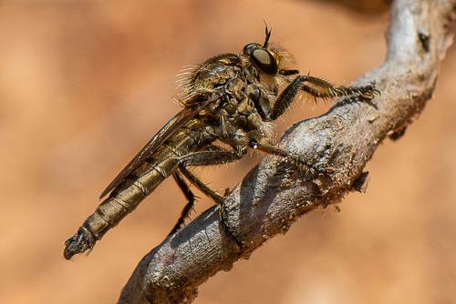 Eutolmus rufibarbis