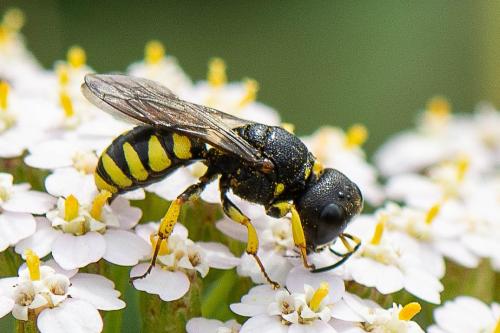 Réf. 325 314 : Lestica clypeata