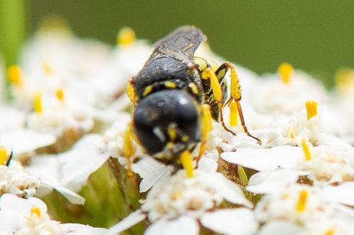 Lestica clypeata