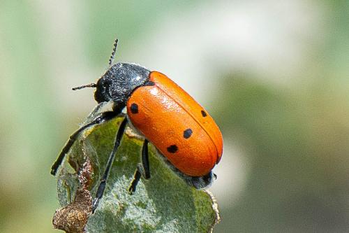 Lachnaia pubescens