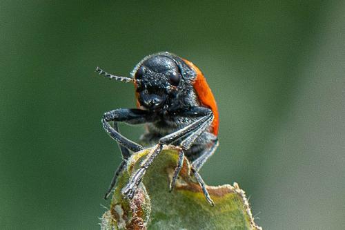 Lachnaia pubescens