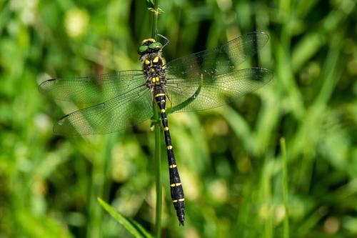 Réf. 325 561 : Cordulegaster bidentata
