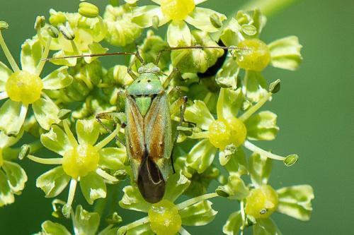 Closterotomus norwegicus