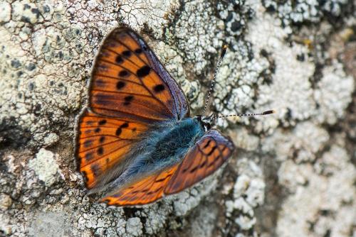Réf. 325 748 : Lycaena alciphron