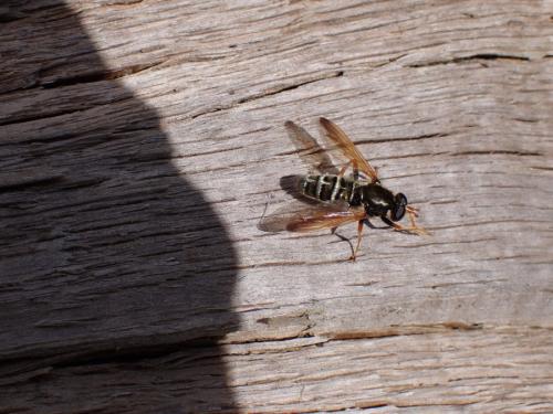 Caliprobola speciosa
