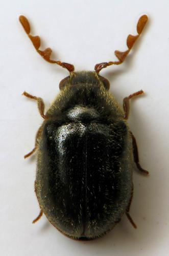 Réf. 325 850 : Dorcatoma sp.
