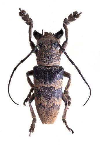 Abryna rubeta