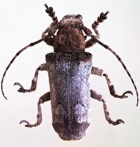 Réf. 325 785 : Niphoropica albipennis