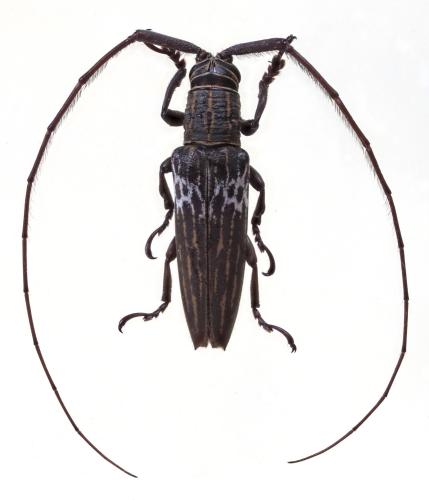 Réf. 325 887 : Paranandra vittula