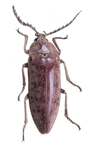 Réf. 325 672 : Eulichas fasciolata