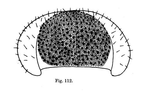 Réf. 325 415 : Eriocampa ovata