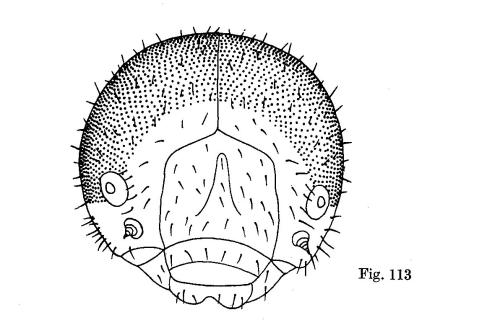Réf. 325 417 : Eriocampa umbratica