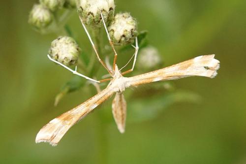 Réf. 325 815 : Gillmeria pallidactyla