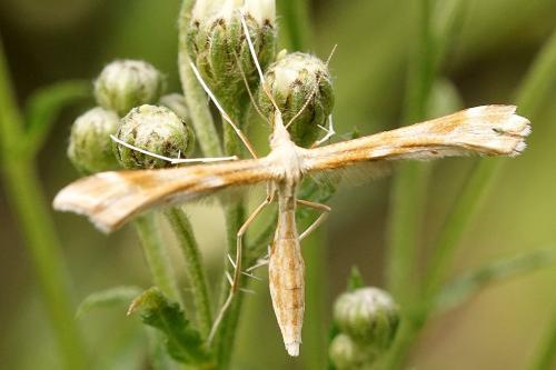 Réf. 325 816 : Gillmeria pallidactyla