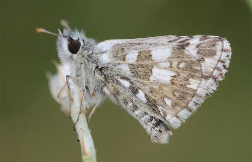 Réf. 325 916 : Pyrgus armoricanus