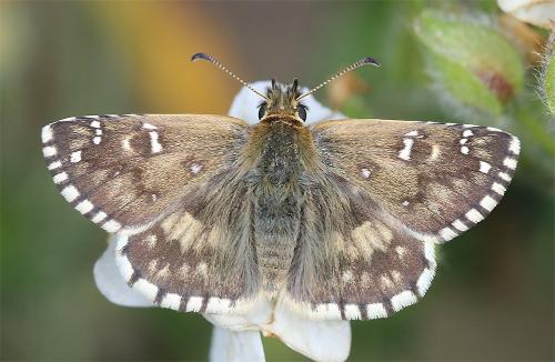 Réf. 325 920 : Pyrgus sp.