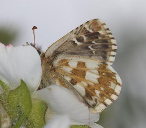 Pyrgus sp.