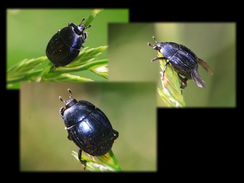 Margarinotus brunneus