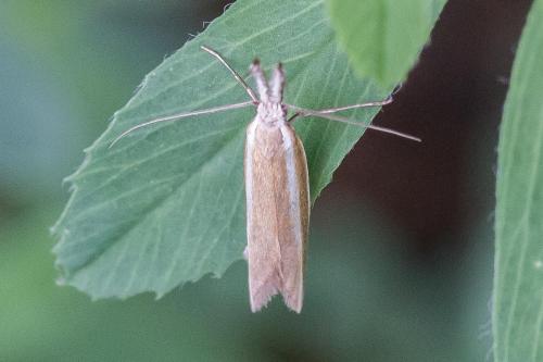 Réf. 325 221 : Pleurota aristella