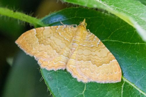 Réf. 325 286 : Camptogramma bilineata