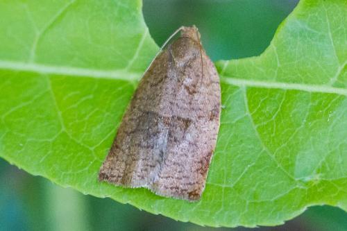 Réf. 325 347 : Archips rosana