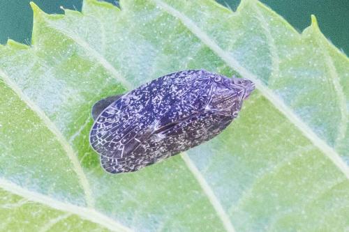 Réf. 325 428 : Cixidia pilatoi