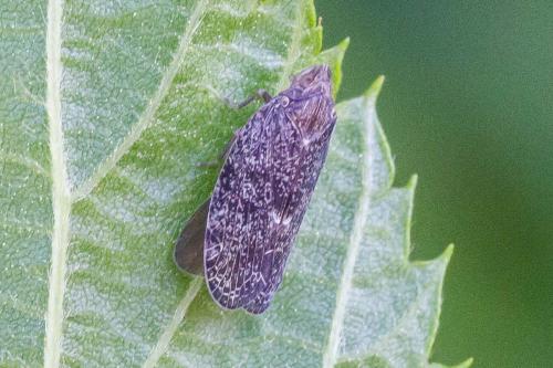 Cixidia pilatoi