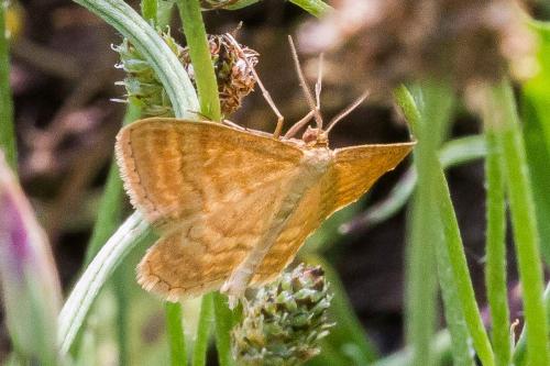 Réf. 325 507 : Idaea ochrata