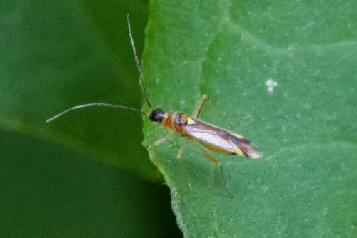 Campyloneura virgula