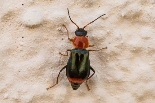 Réf. 325 632 : Ebaeus collaris
