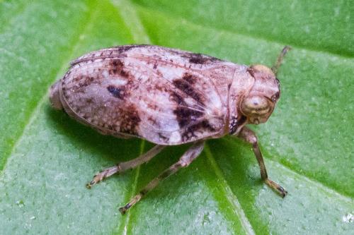 Issus coleoptratus