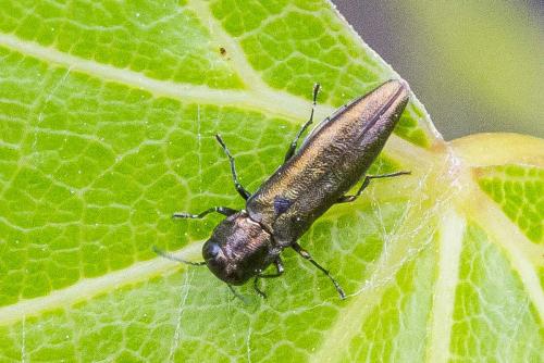 Agrilus derasofasciatus