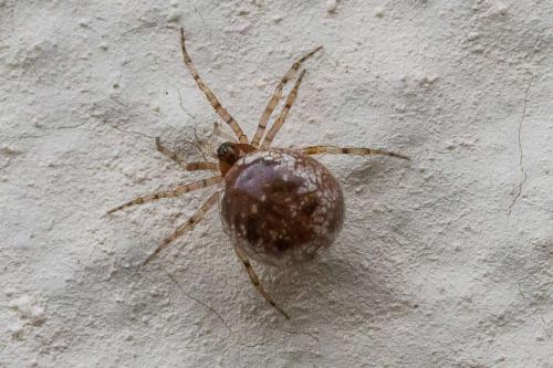 Réf. 325 811 : Sardinidion blackwalli