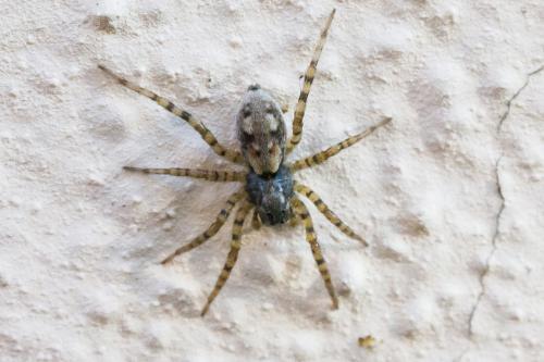 Arctosa perita