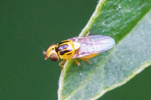 Réf. 325 978 : Thaumatomyia notata