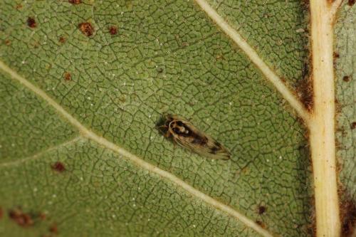 Réf. 325 779 : Psyllopsis discrepans