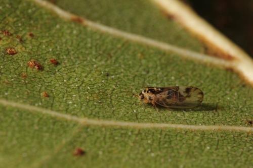 Psyllopsis discrepans