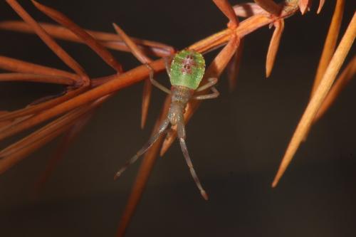 Réf. 325 830 : Gonocerus juniperi