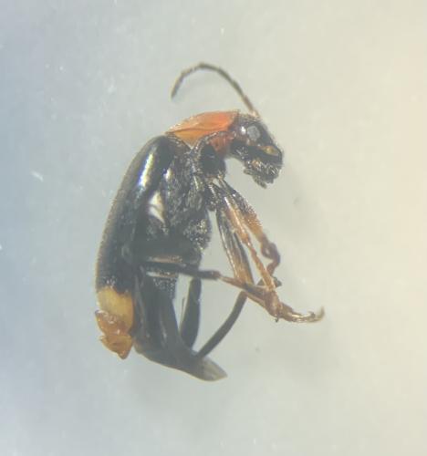 Malachiinae