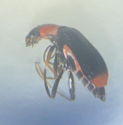 Malachiinae